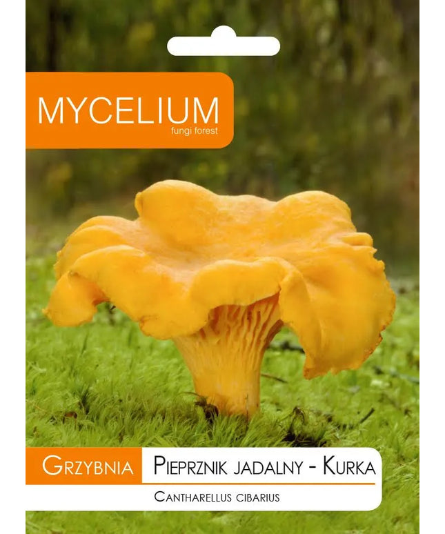 Voveraitės, valgomosios voveraitės grybiena laukiniams grybams