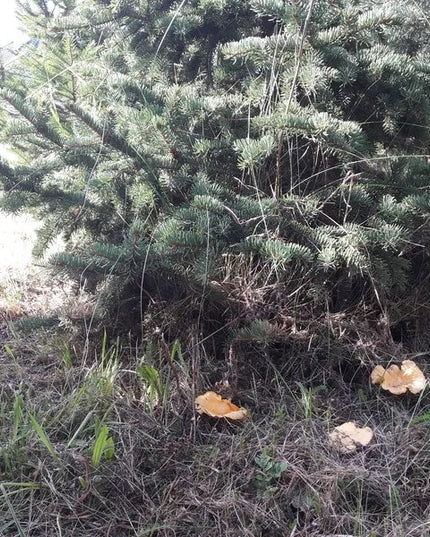 Voveraitės, valgomosios voveraitės grybiena laukiniams grybams