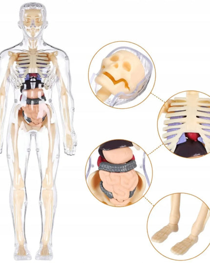 Žmogaus kūnas edukacinis anatominis modelis skeletas vaikams atradimų pasaulis